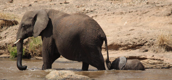 In het water volwassen olifant en kleine olifant die net boven het water uitkomt