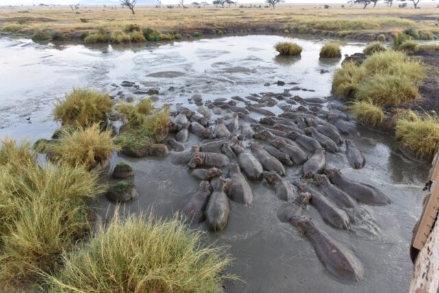 waterpoel helemaal vol met hippo's op de serengeti