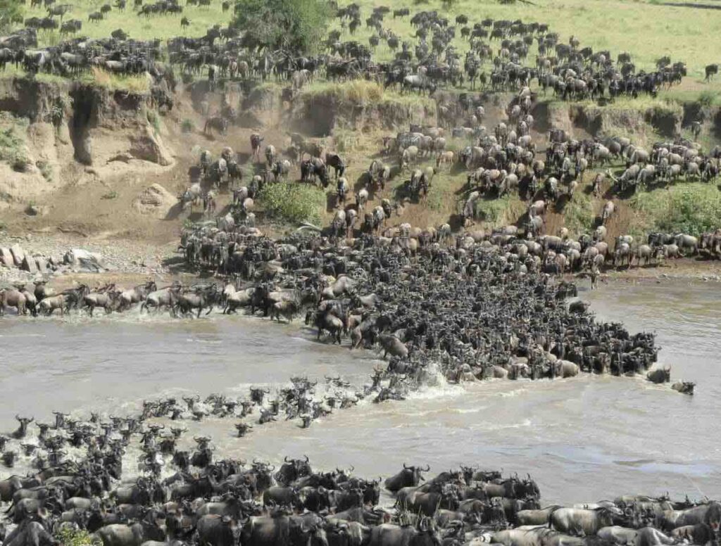 migratie Mara rivier Serengeti