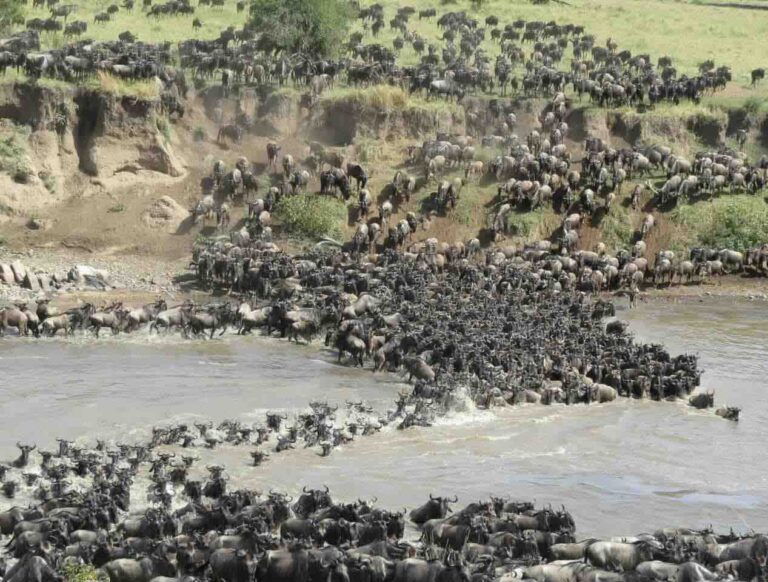 migratie Mara rivier Serengeti
