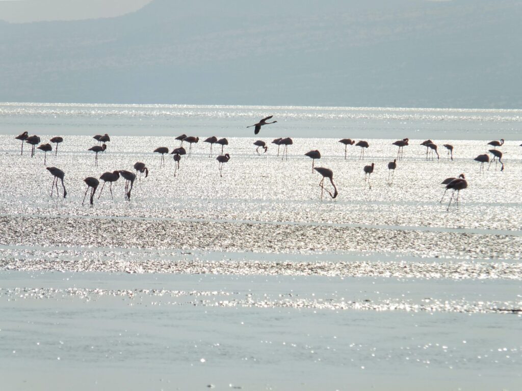 flamingo's in het schitterende water van de zon aan het voedsel zoeken