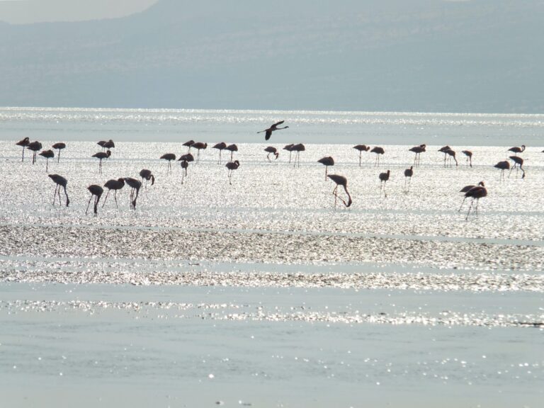 flamingo's in het schitterende water van de zon aan het voedsel zoeken