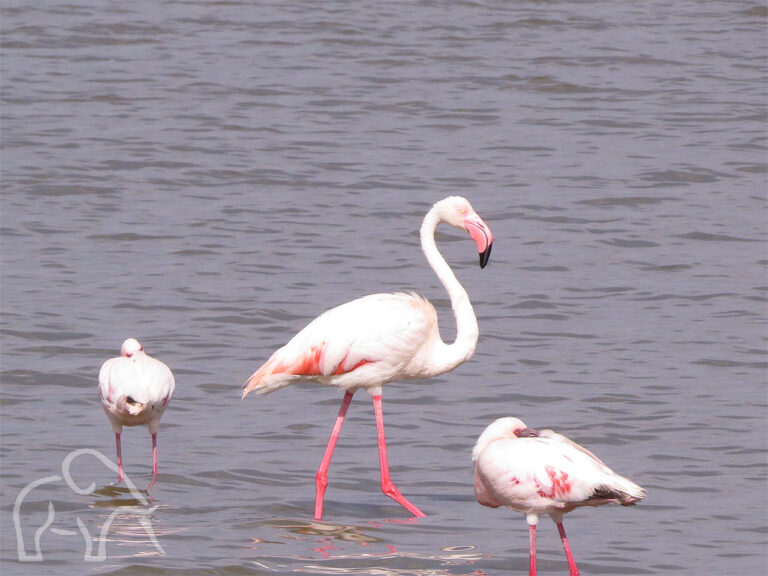 roze flamingo staand in het water met kleinere erom heen