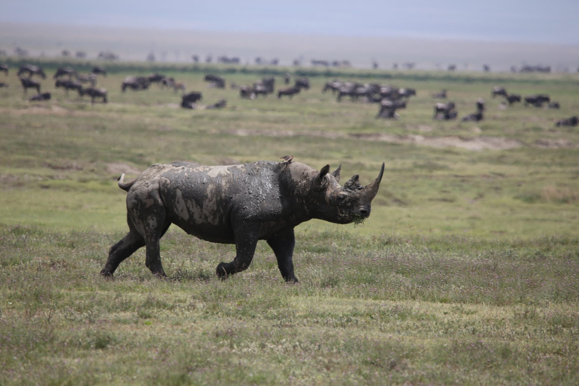 rhino op de voorgrond die gras eet op de achtergrond migratie gnoes serengeti