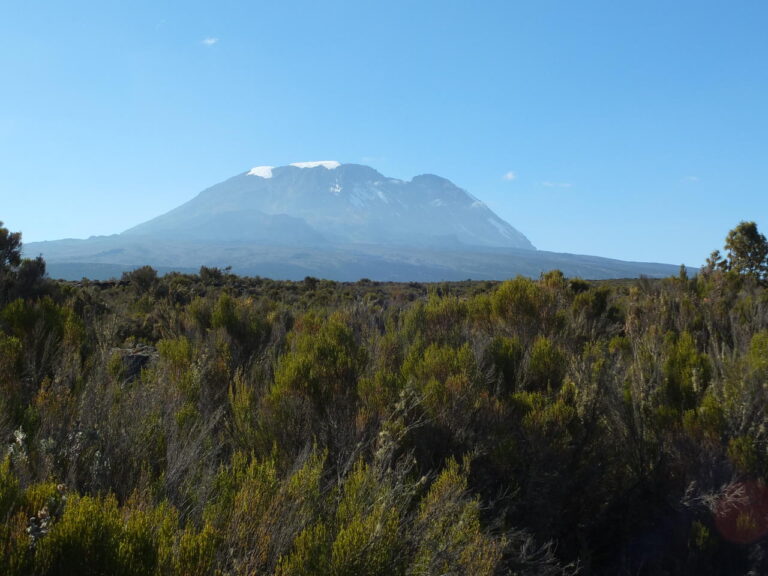 lopend over kleine paadjes met ruige begroting aan de zijkant onderweg naar het Shira Plateau kijken we uit op de top van de Kilimanjaro met sneeuw