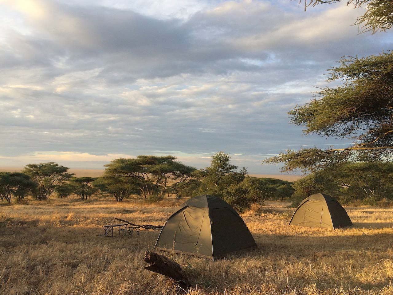 twee koepeltentjes op een camping in de serengeti met uitzicht over het goud gele gras en accacia bomen onder een bewolkte lucht