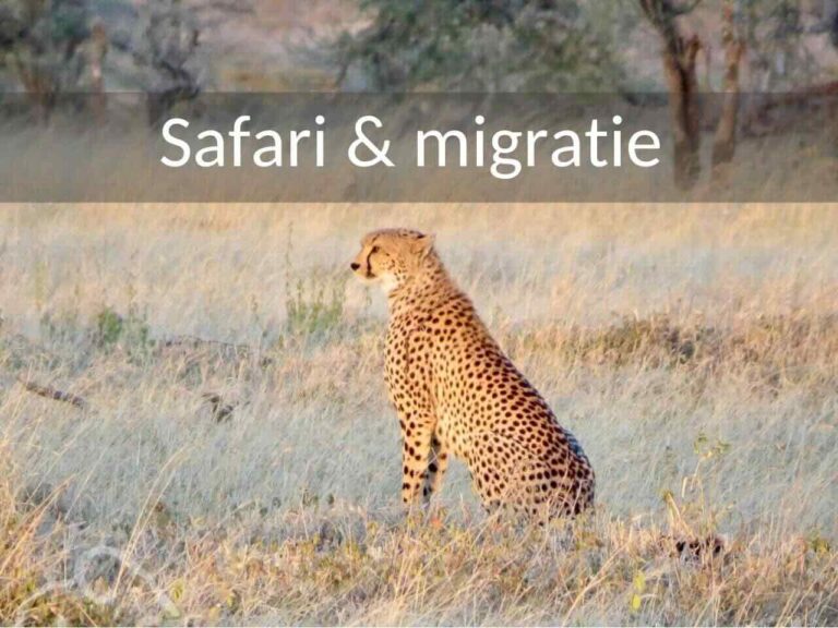 Safari Tanzania. Cheetah zittend in het ochtendlicht en uitkijkend over de vlakte van de Serengeti.
