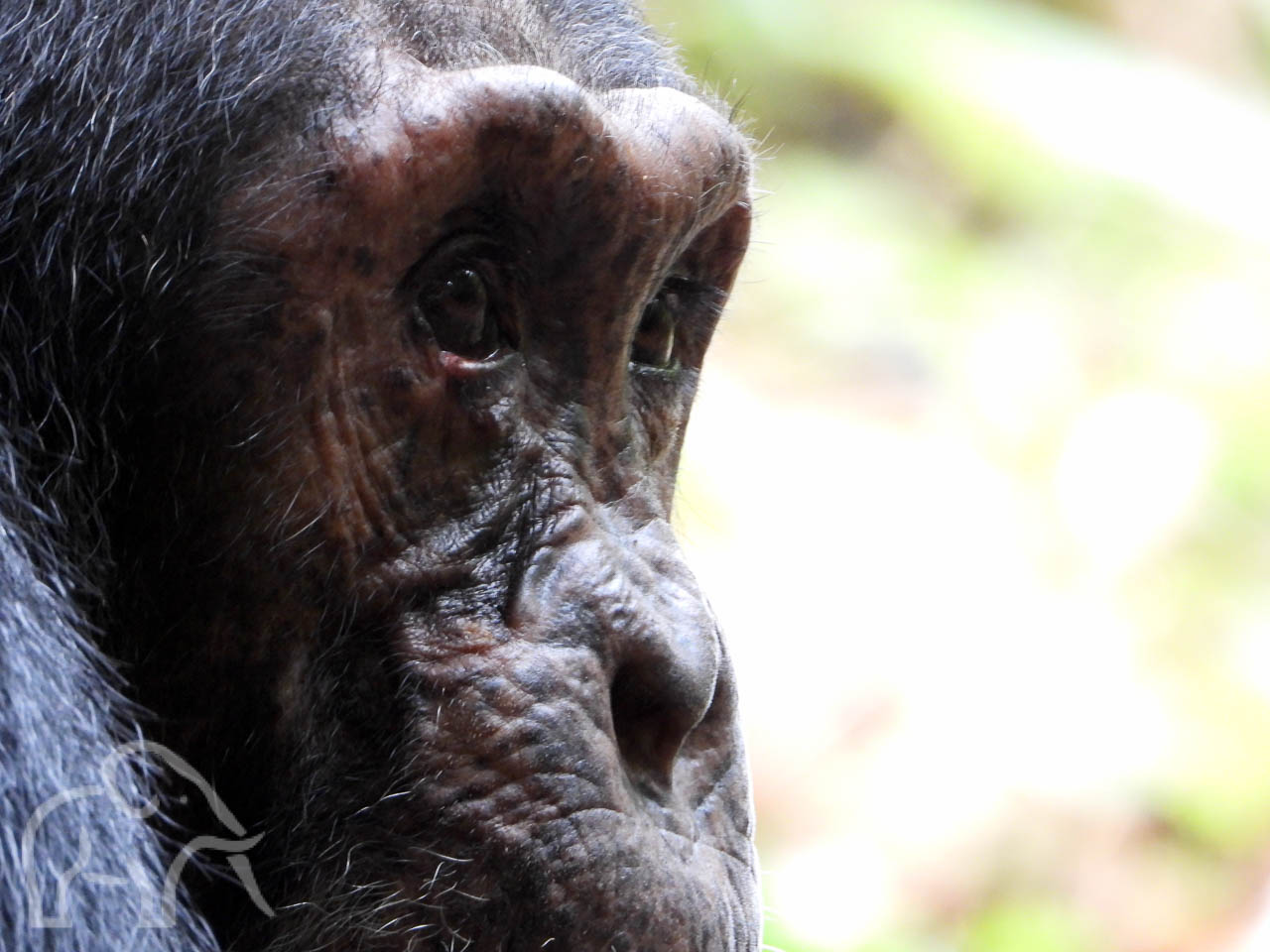 close up van het aangezicht van een rechts kijkende chimpansee Mahale chimpansee trekking
