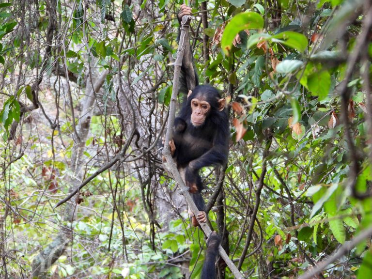 jIn de jungle een jonge chimpansee die hangt aan een liaan in Mahale Moutains