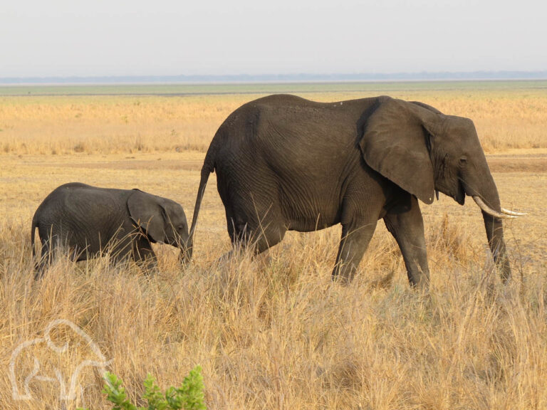 baby olifant vlak achter zijn moeder lopend over de goud gele vlakte van Katavi Tanzania