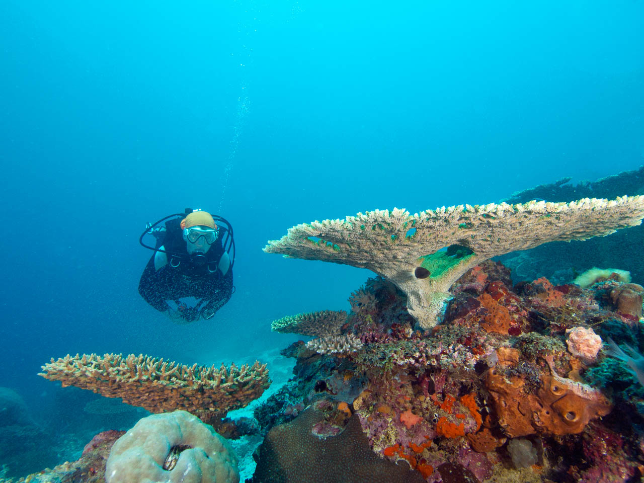 man met duikpak onderwater bij veel kleurig koraal vlakbij Mafia Tanzania