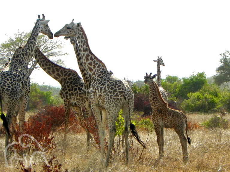 grote groep stilstaande giraffen met twee kleintjes in het dorre gras met daarachter fris groene bomen bij Saadani Tanzania