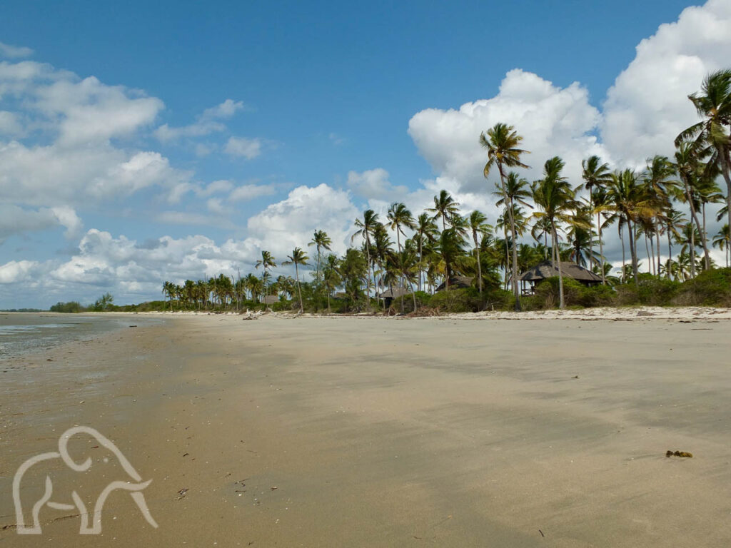 geel wit strand bij Saadani met daarachter hoge palmbomen met daartussen rieten huisjes