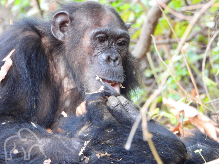 Detail van een gezicht van een chimpansee die met zijn hand zijn lip naar voren trekt in Mahale Tnzania