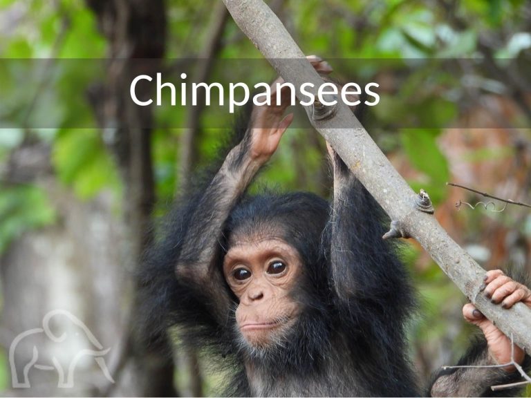 kleine chimpansee die aan een boomtak hangt en voor zich uitkijkt in mahala tijdens een chimpansee trekking