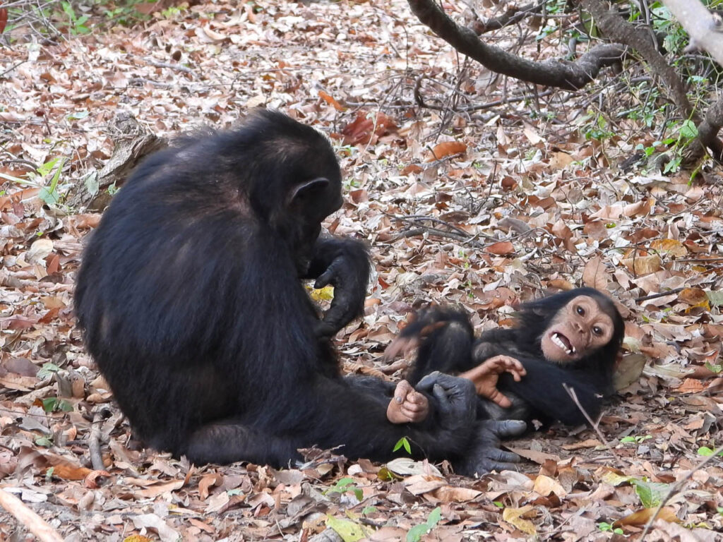 moeder chimpansee op de grond die speelt met haar kind en moet lachen mahale mountains tanzania chimpansee trekking