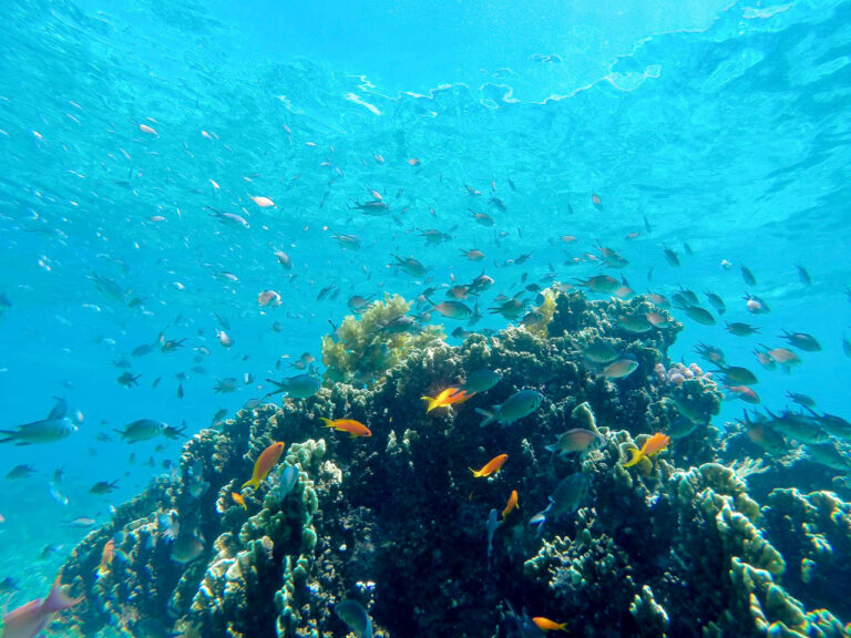 Snorkelend kijkend onder water een enorme hoeveelheid en diversiteit van vissen in een blauwe zee met koraal bij Fanjove eiland Tanzania