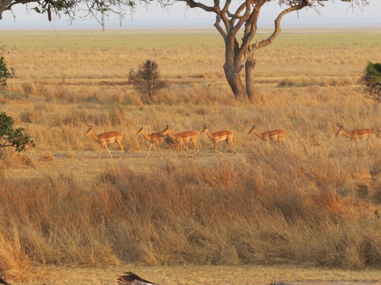 groepje impala's lopend over een vlakte met dor gras en hier en daar een boom