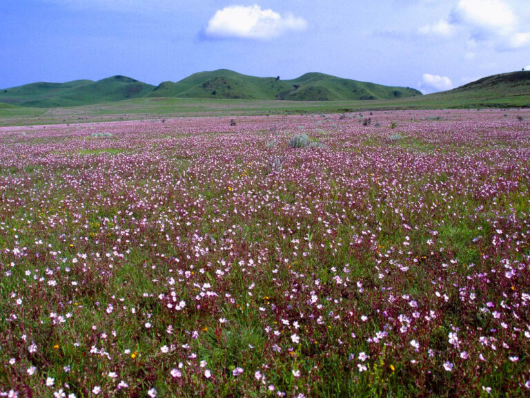 bloemenzee van paars met witte bloemen op een grote vlakte met daarachter heuvels in Kitulo Tanzania
