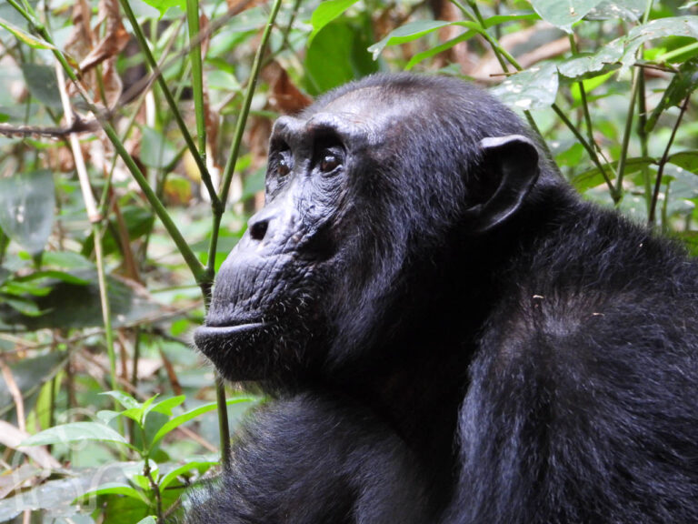 close up van een mooie diep zwarte chimpansee die peinzend naar links kijkt tussen het groen van het bos