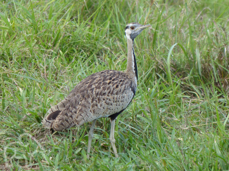 vgrote vogels gevlekt met bruin en grijs op hoge poten en een lange nek met zwarte hals en korte dikke snavel
