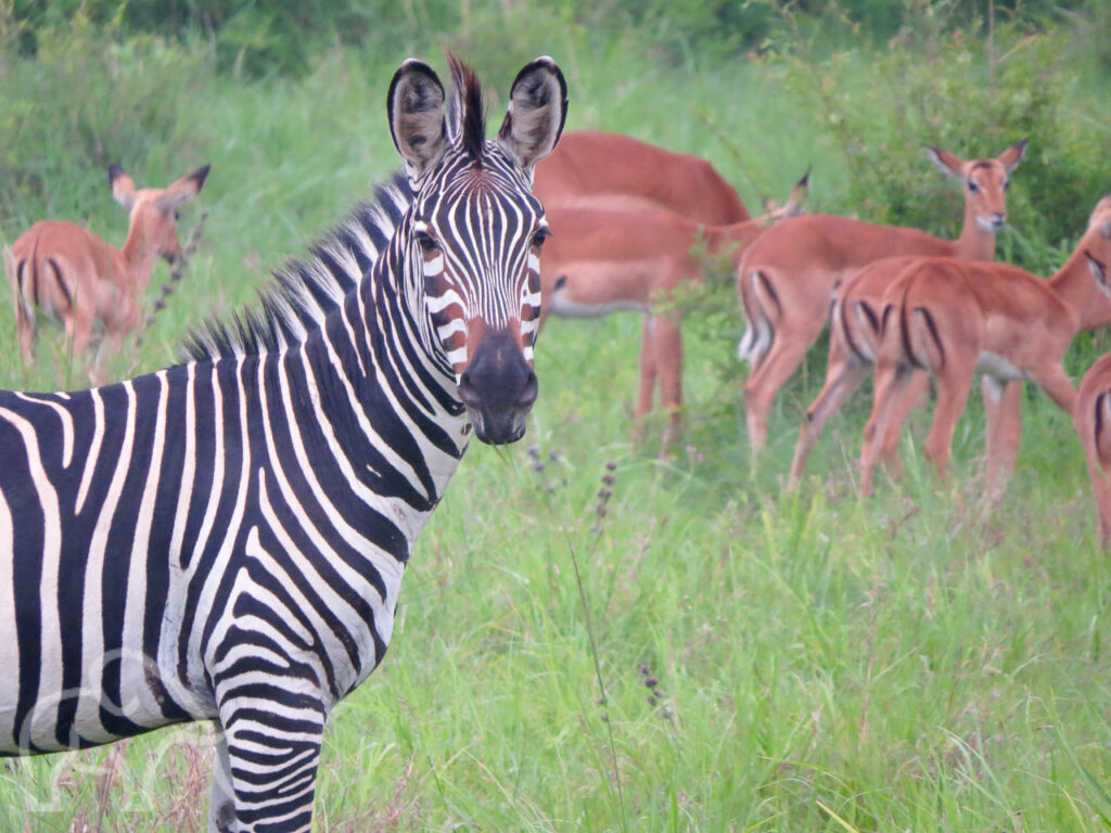 Mikumi zebra