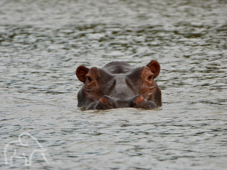 hippo met hoofd boven water boos kijkend naar de camera op een vakantie in Tanzania