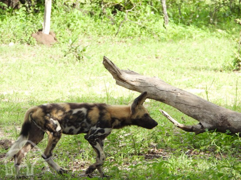 wilde hond lopen op zoek naar voedsel in een groen landschap met wat boomstammen in Selous National Park