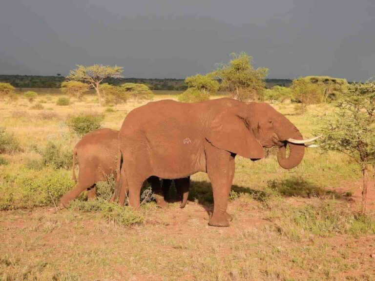 donkere lucht met raar fel licht schijnend over de serengeti met op de voorgrond een olifant met jong en een nodige gloed op hun huis