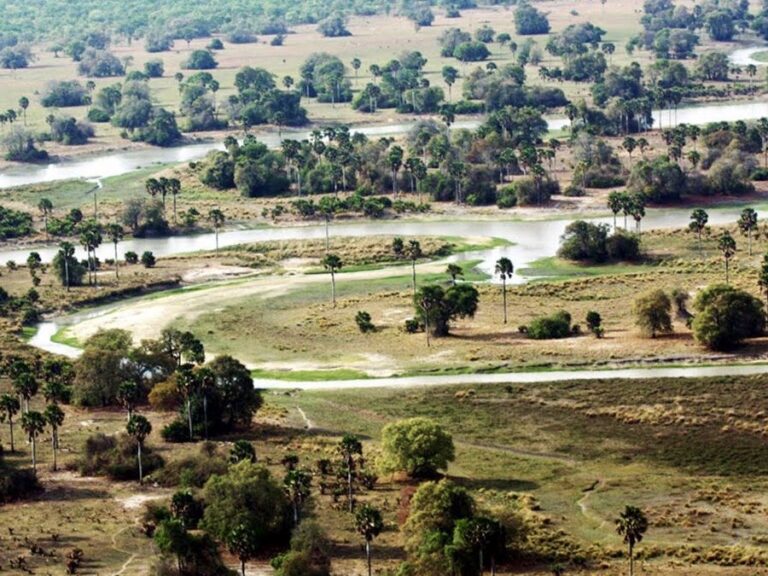 vanaf een heuvel een landschap met palmbomen, bomen en grasland met daar doorheen slingers een rivier in Ugalla National Park
