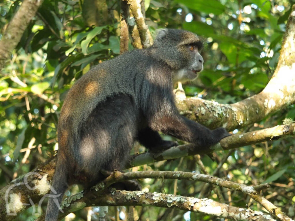 Arusha national park aapje in de boom