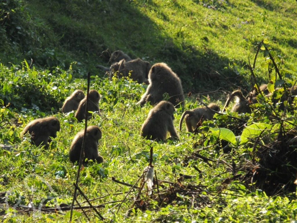 groep van foeragerende bavianen op de grond in groen gras