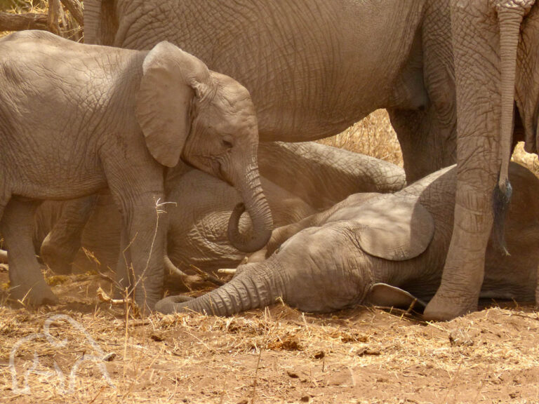 op de droge grond ligt een olifantje tussen de benen van de moeder en links een klein olifantje met daarachter de moeders