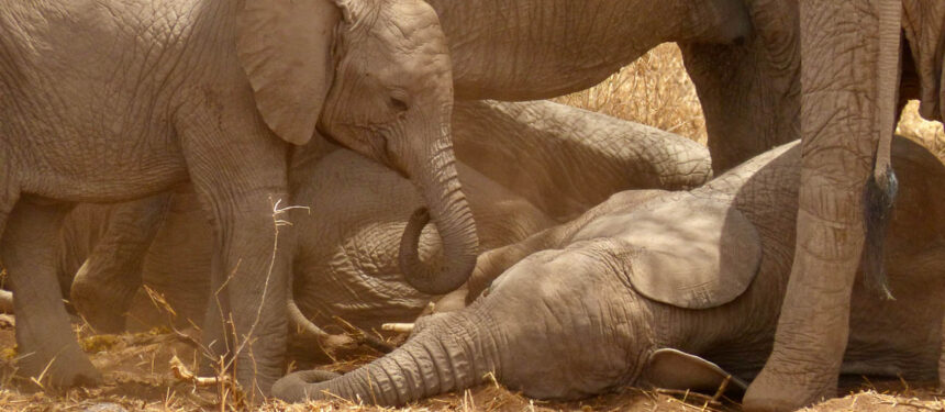 op de droge grond ligt een olifantje tussen de benen van de moeder en links een klein olifantje met daarachter de moeders