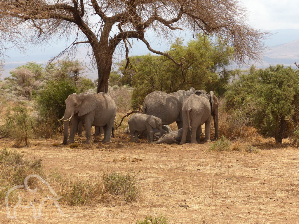droge omgeving met groepje olifanten in de schaduw van een groene boom bij Enduimet west kilimanjaro