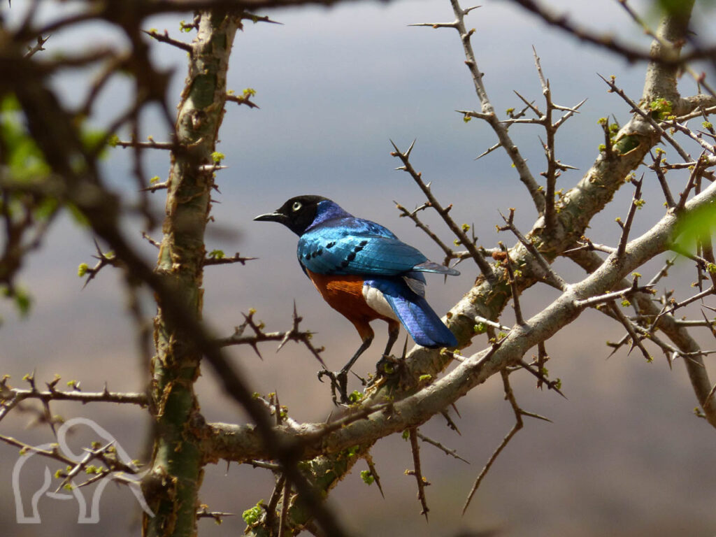 fel blauw vogel met glanzende veren en een zwarte kop op een tak