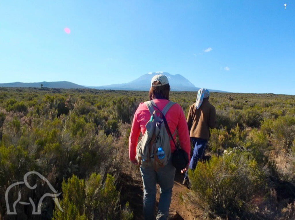 vrouw met rugzak en gids daarvoor lopend door taaie groene begroting tijdens een wandeltocht naar het Shira plateau