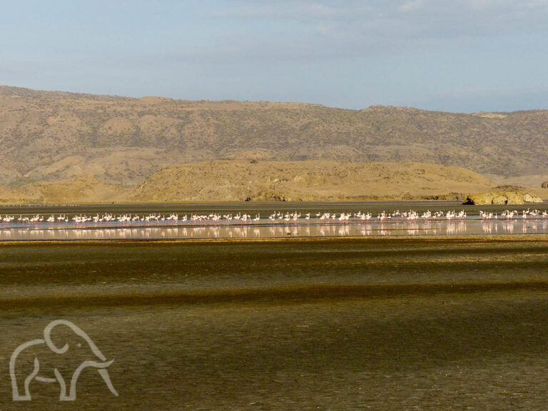 heel veel flamingo's op een rij met daarachter de bergen van lake natron