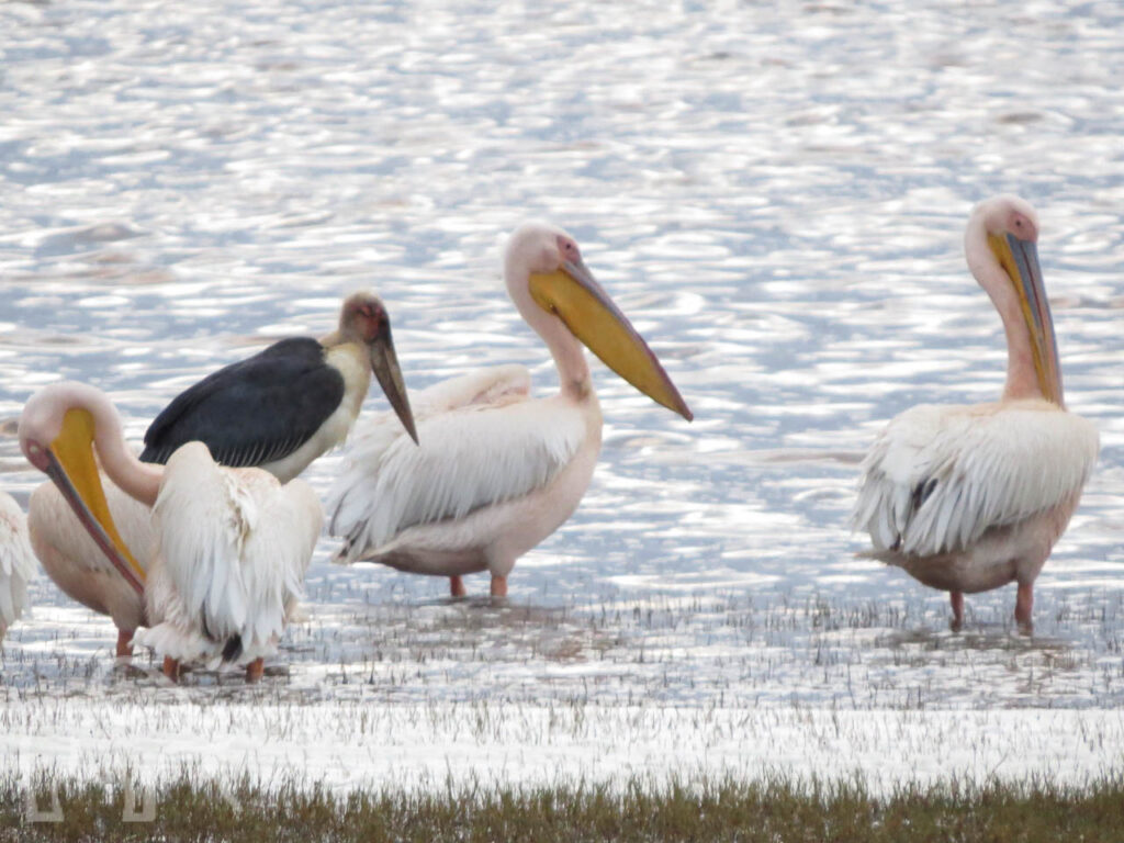 grote witte en zwarte vogels in het water bij lake Manyara