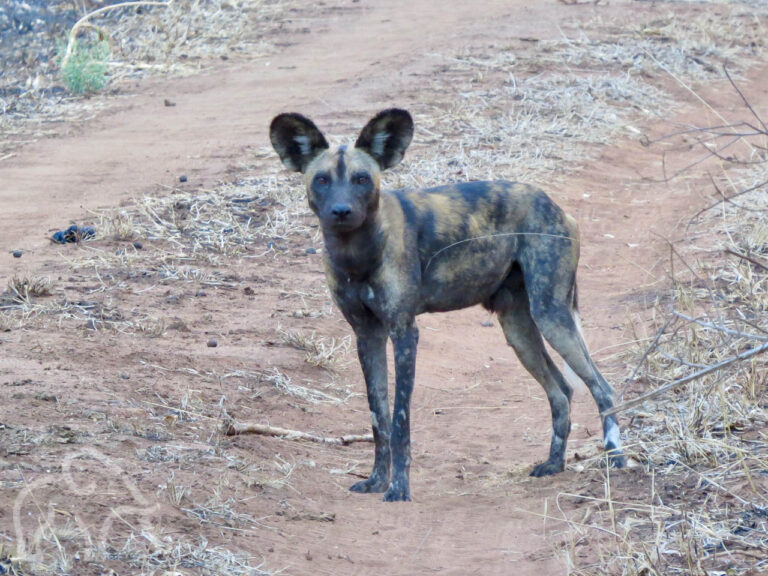 close up van een wilde honden ons aankijken in Mkomazi tanzania