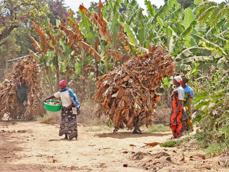 Mto wa Mbu bananenplantage met lachende vrouwen