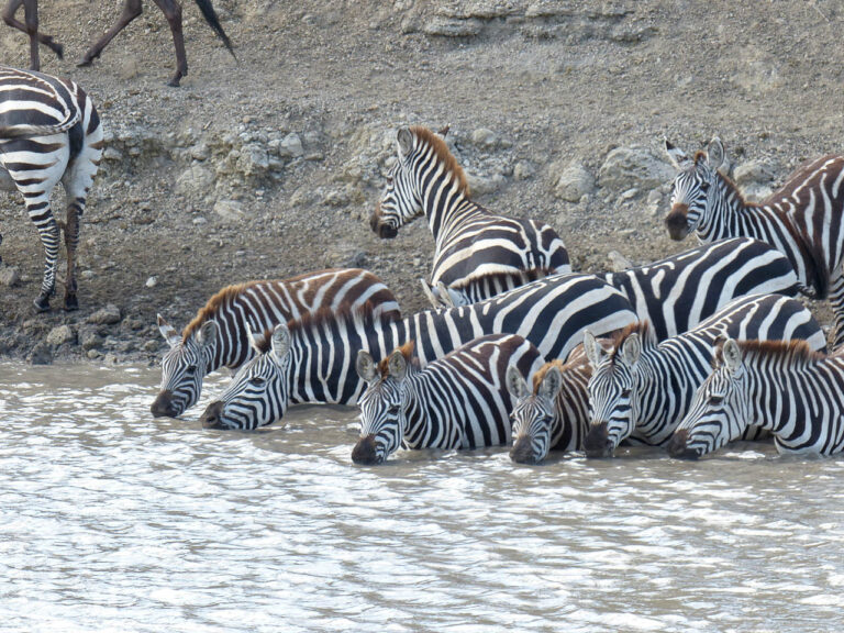 grote groep drinkende zebras half in het water bij Ndutu
