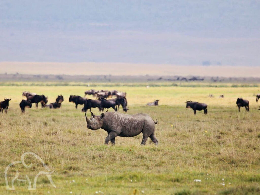 rhino in de krater bij ngorongoro met de achtergrond wildebeast
