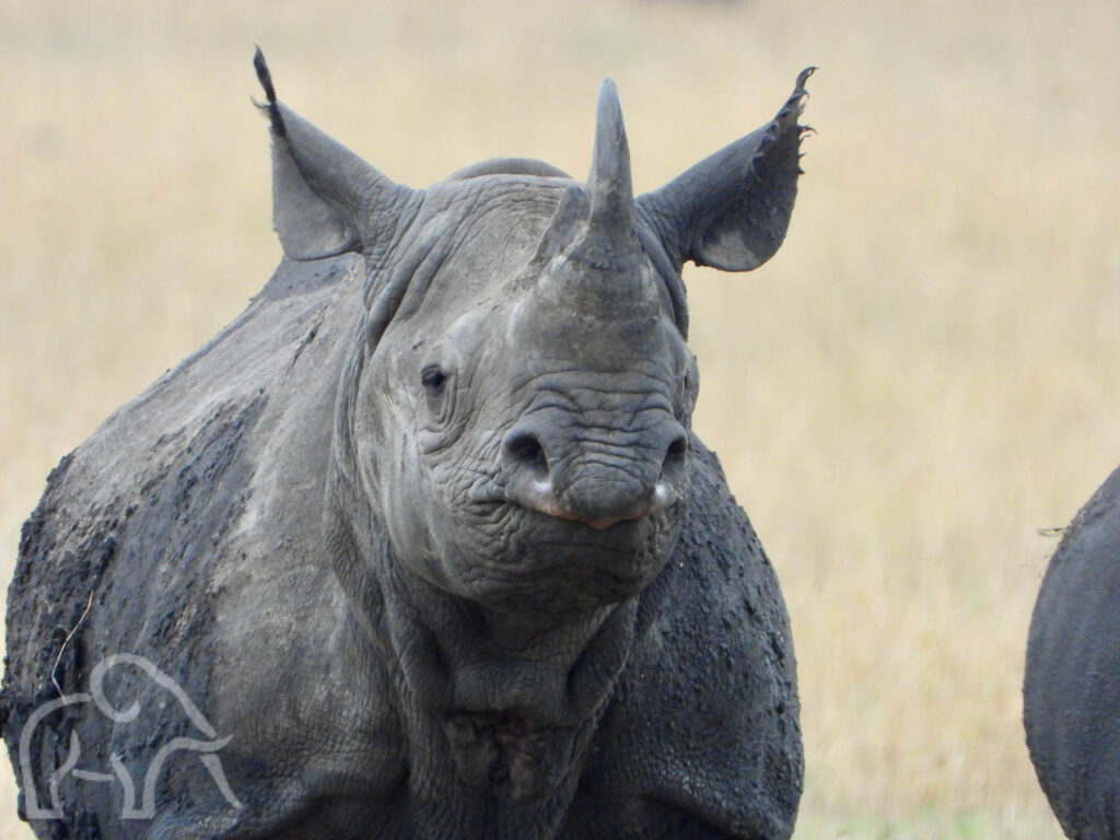 closeup van een neushoorn die je recht aankijkt