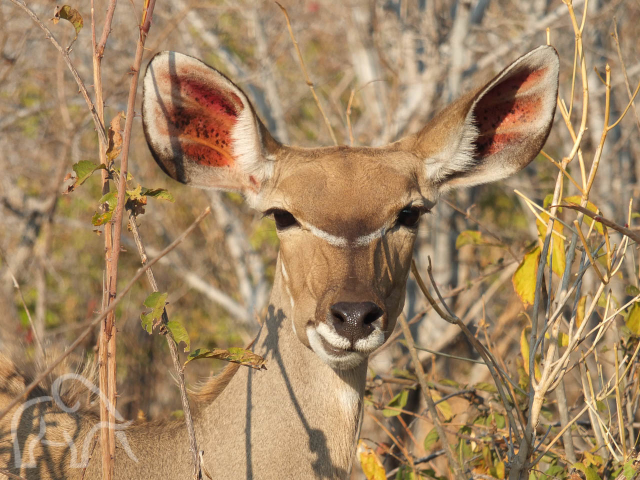 close up van een kudu hoofd met zijn typische grote oren met oranje van binnen en de witte streep over de neus van og tot oog