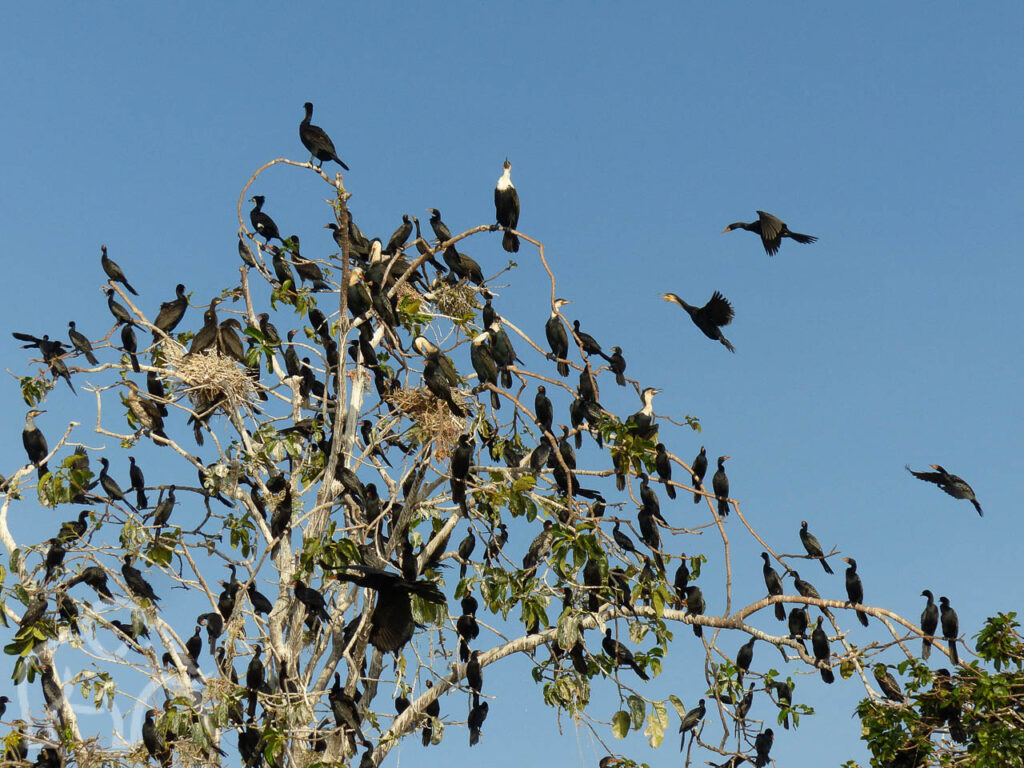 bovenkant van een boom vol pop elke tak meerdere watervogels
