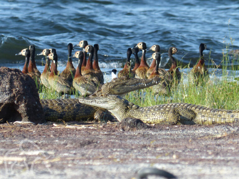 twee krokodillen met het hoofd omhoog liggend op gravel met daarachter een groep donkerbruine ganzen aan het lake victoria bij Rubondo