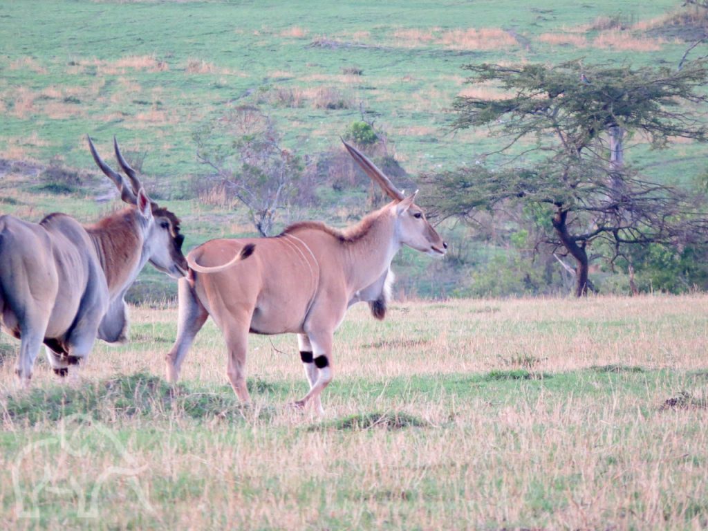 rennende elanden door het gras op de Serengeti