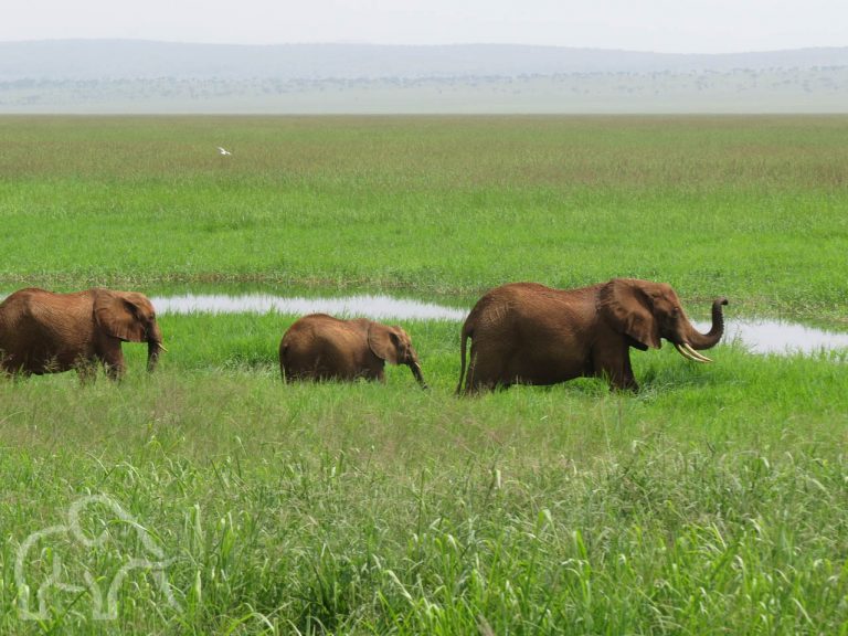 olifanten in het groene moeras in Tarangire