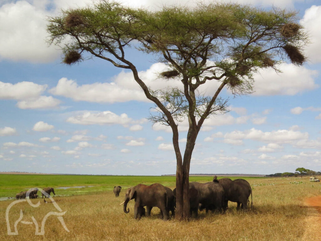 olifanten in de schaduw onder een boom uitkijkend over de moerassen in Tarangire